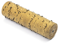Wooden cylinder with metal pins for Gem Roller Organ